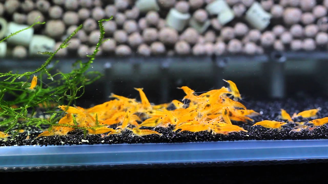 Orange Sakura Shrimp Neocaridina