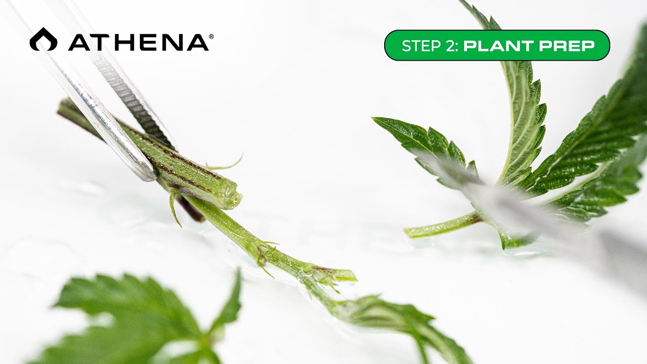 Tissue Culture Kit – Step 2: Plant Prep