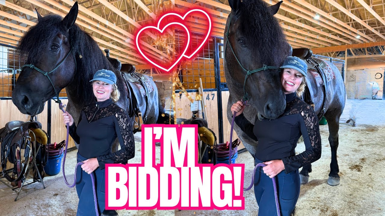 Massive Percheron Gelding Stopped Me In My Tracks! 