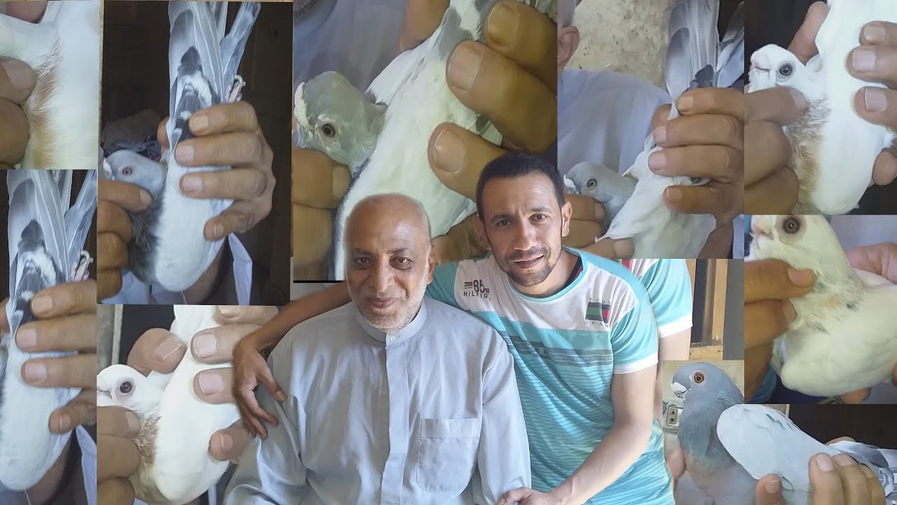 احلى لقاء مع اسطورة الغيه المصريه الحج احمد الحارس واحلى كلام في حق الصافي