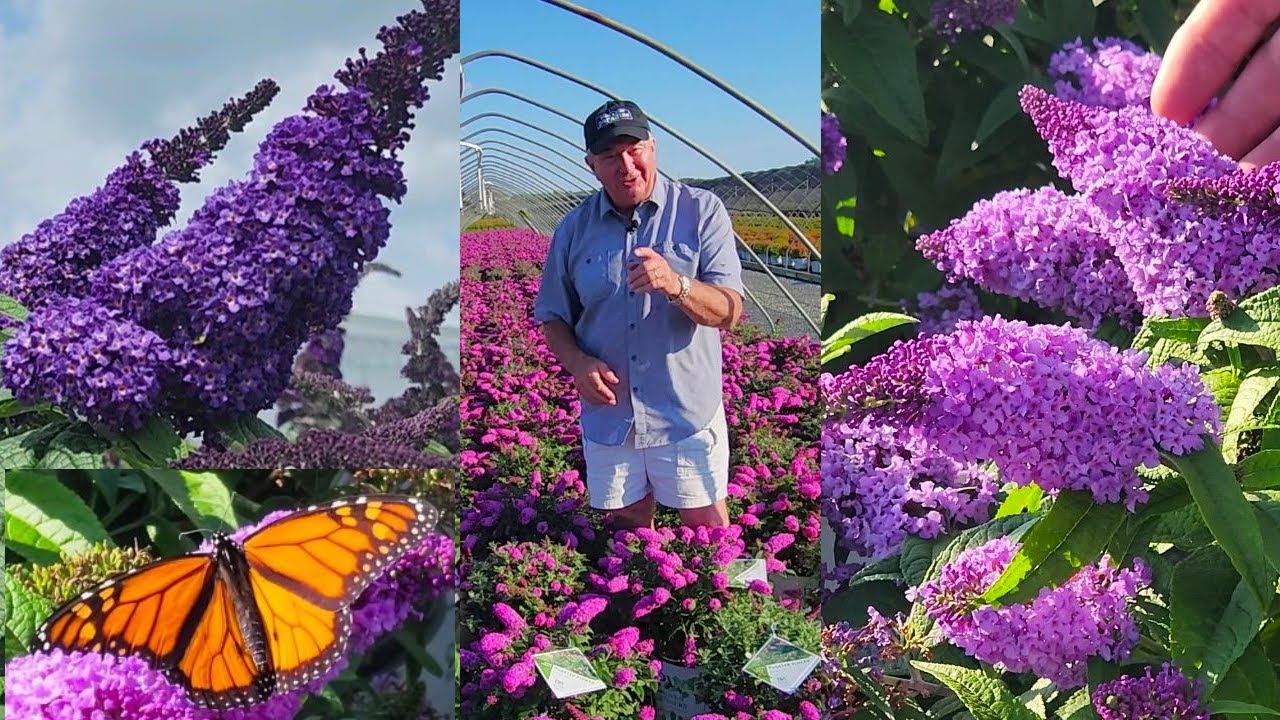 3 восхитительных куста-бабочки — наши лучшие сорта Buddleia Pugster® — прорывы в селекции 👏✔️👍🦋