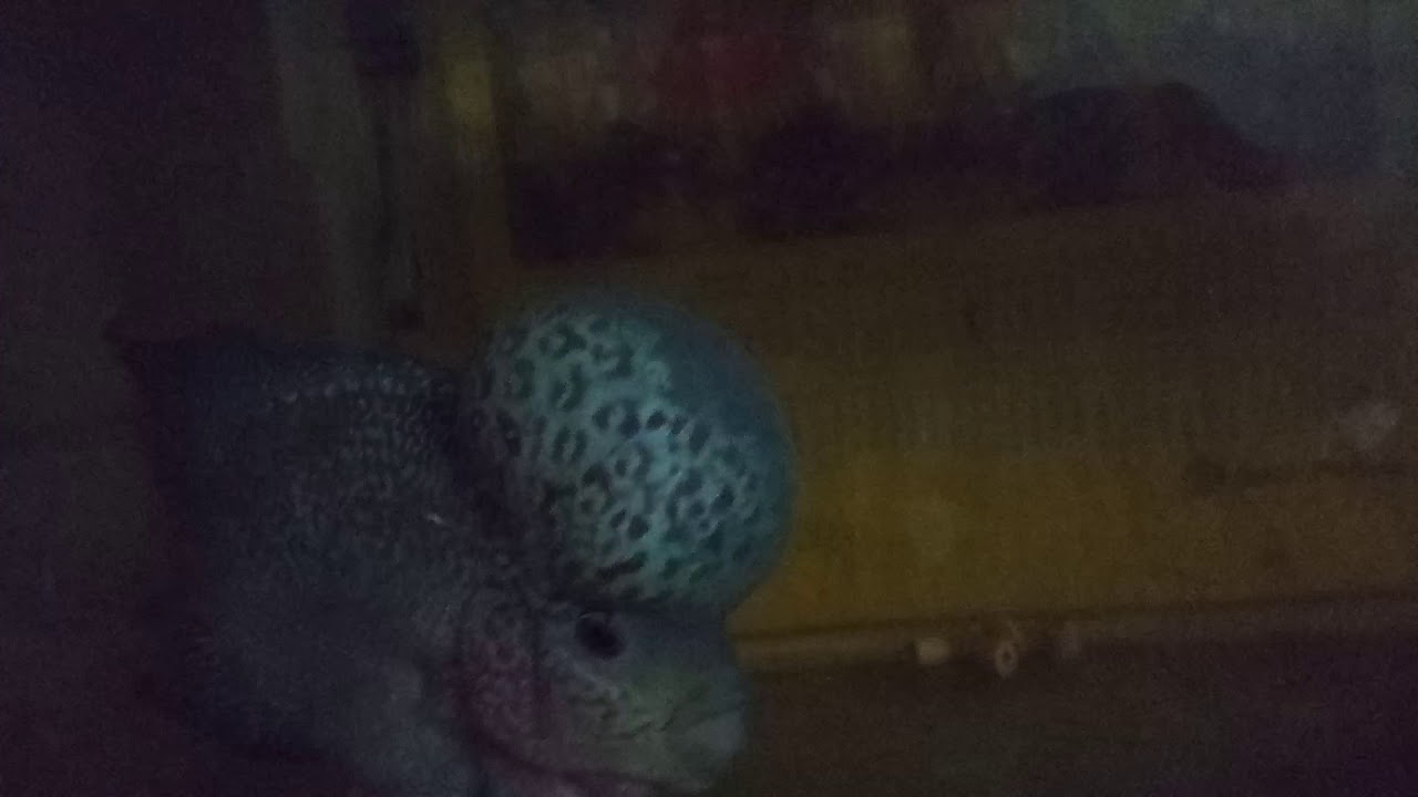 KmL flower horn fish for Sale