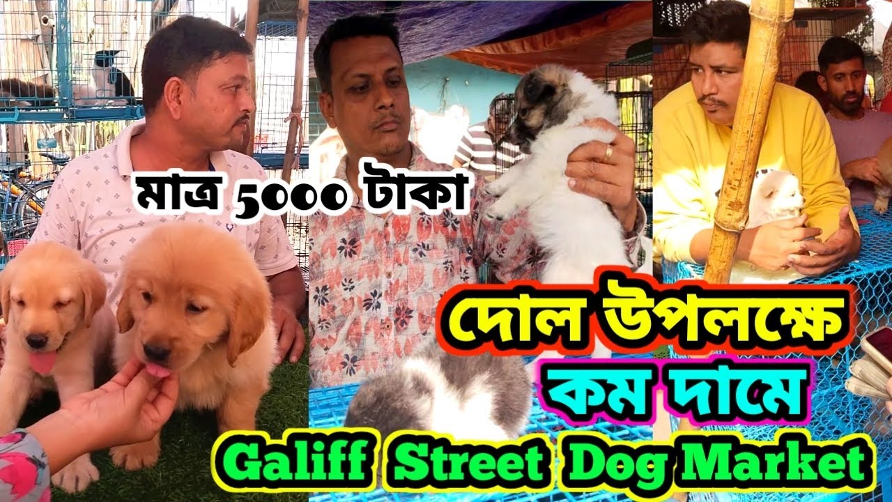 দোল উপলক্ষে মাত্র 5,000 টাকা | Galiff Street Dog Market Price | Dog Market in Kolkata Today 
