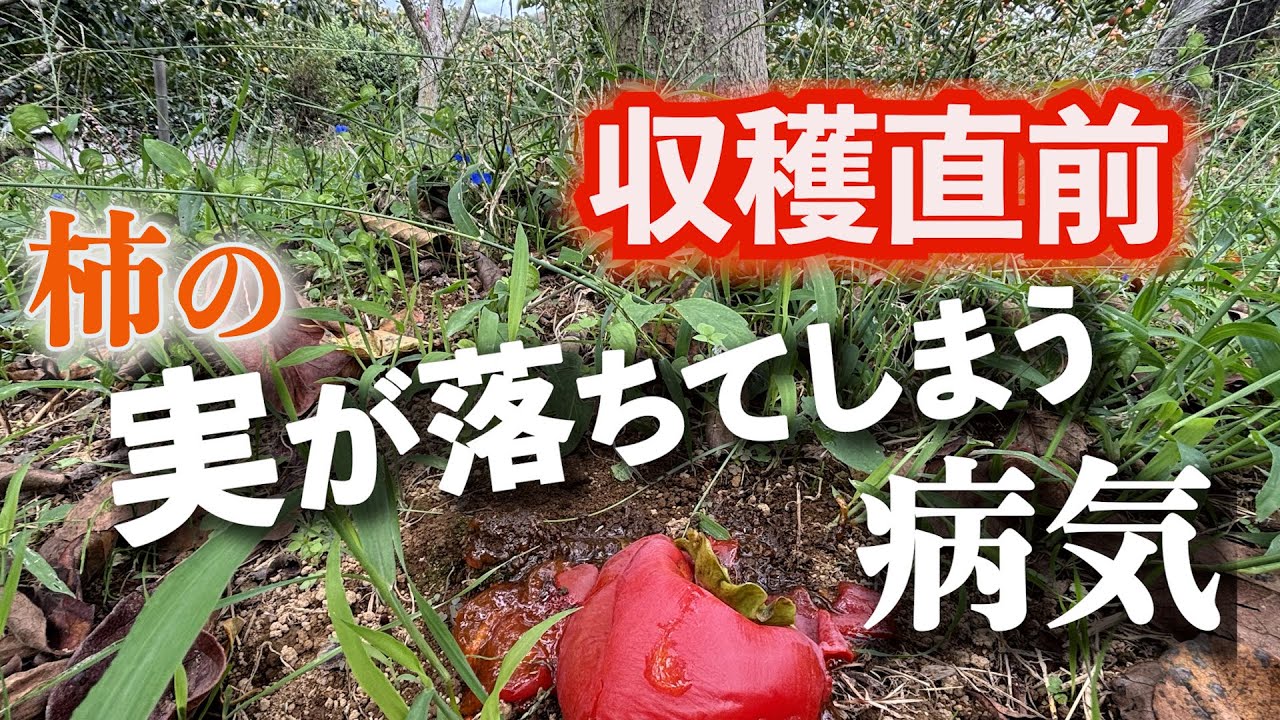 柿の実が落ちる病気とは？🔰