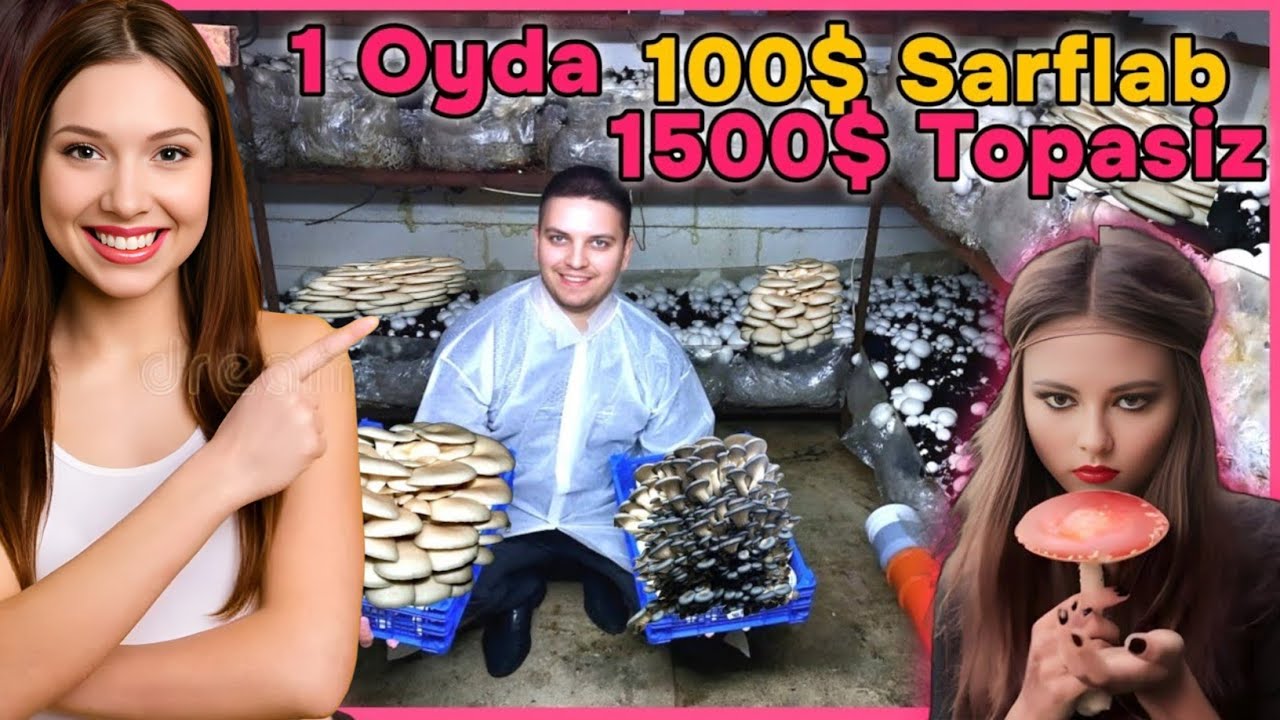 2023-Yilda Uy Sharoitida 100$ Bilan Qoʻziqorin Yetishtirish