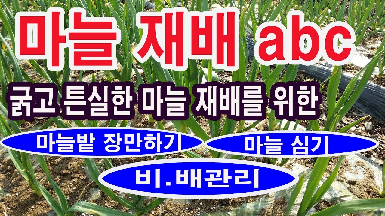 마늘 재배 ABC (마늘파종 밭장만하기. 굵고 튼실한 마늘 재배를 위한 (마늘 밑비료,  마늘 심기, 마늘 월동 방법, 마늘 웃비료, 마늘 엽면시비, 마늘 수확시기 보관방법 등)