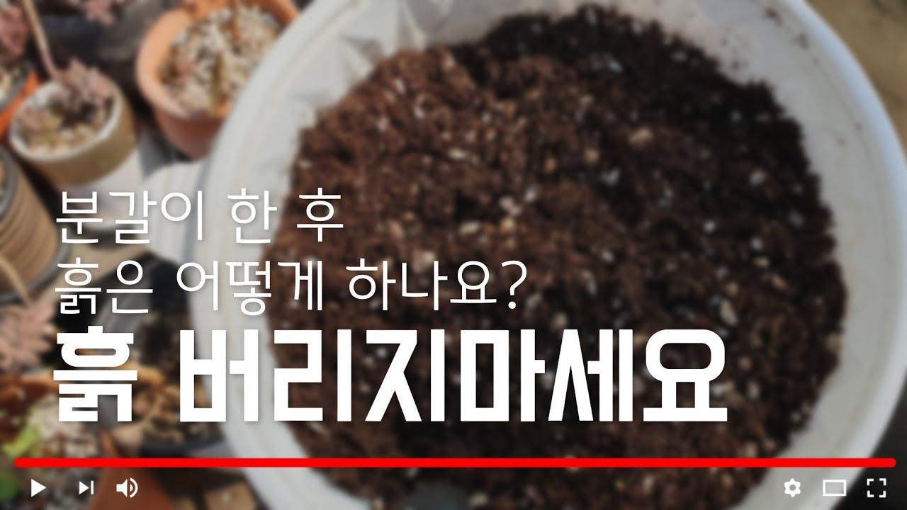 #분갈이흙 #버리지마세요!! 분갈이하고 남은 흙 이렇게 활용해보세요 ^^ #신기한흙의세계#금란의정원