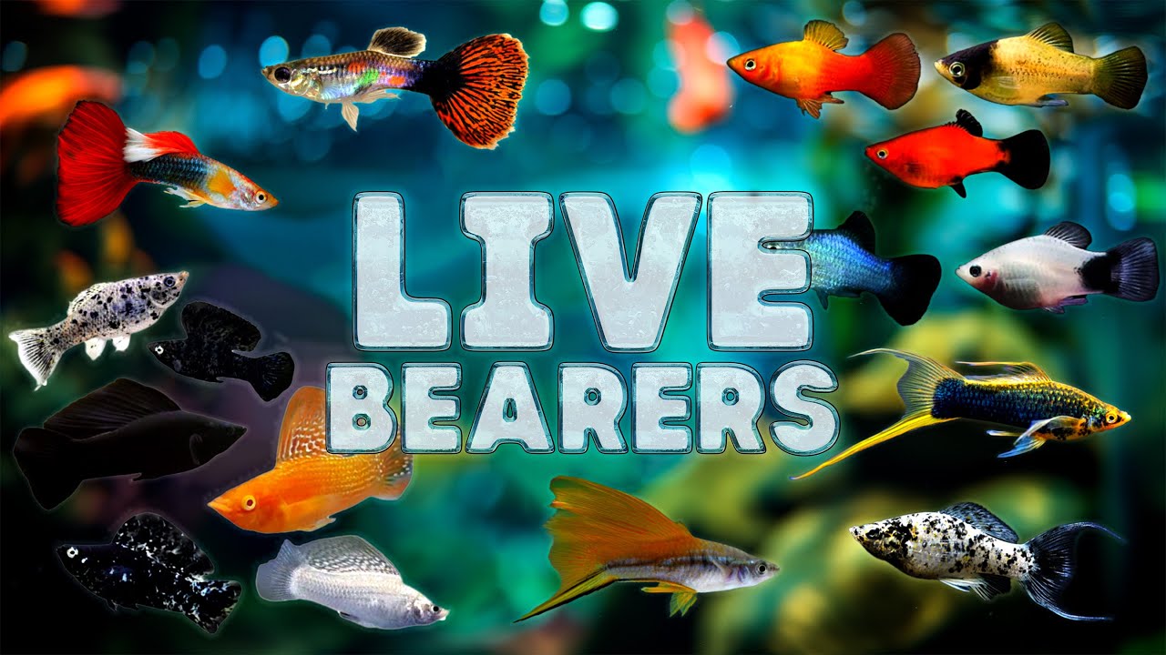 Popular Livebearing fish and how to tell if they are Thriving or Dying!