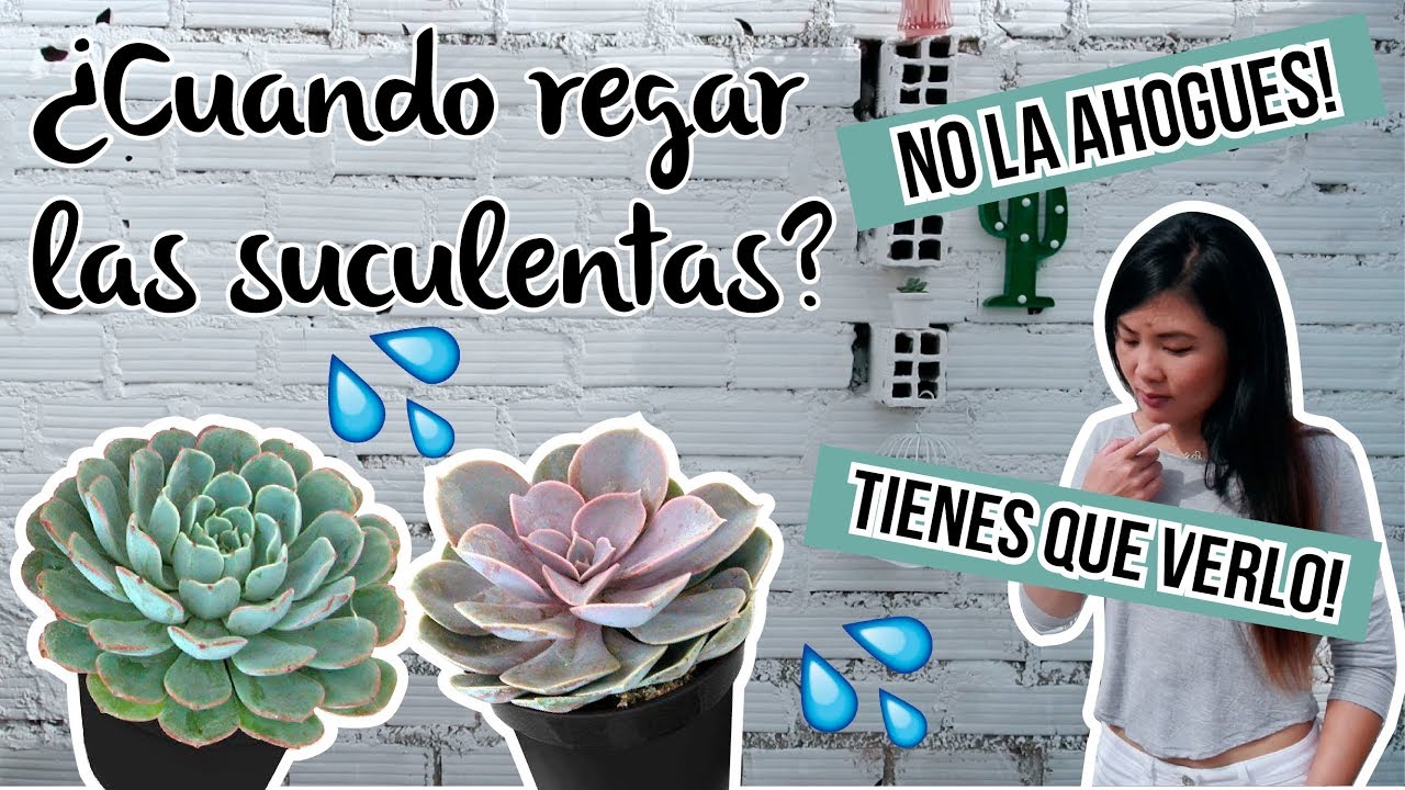 &iquest;Cu&aacute;ndo regar cactus &oacute; suculenta? Secretos para no ahogarla! - Milicienta