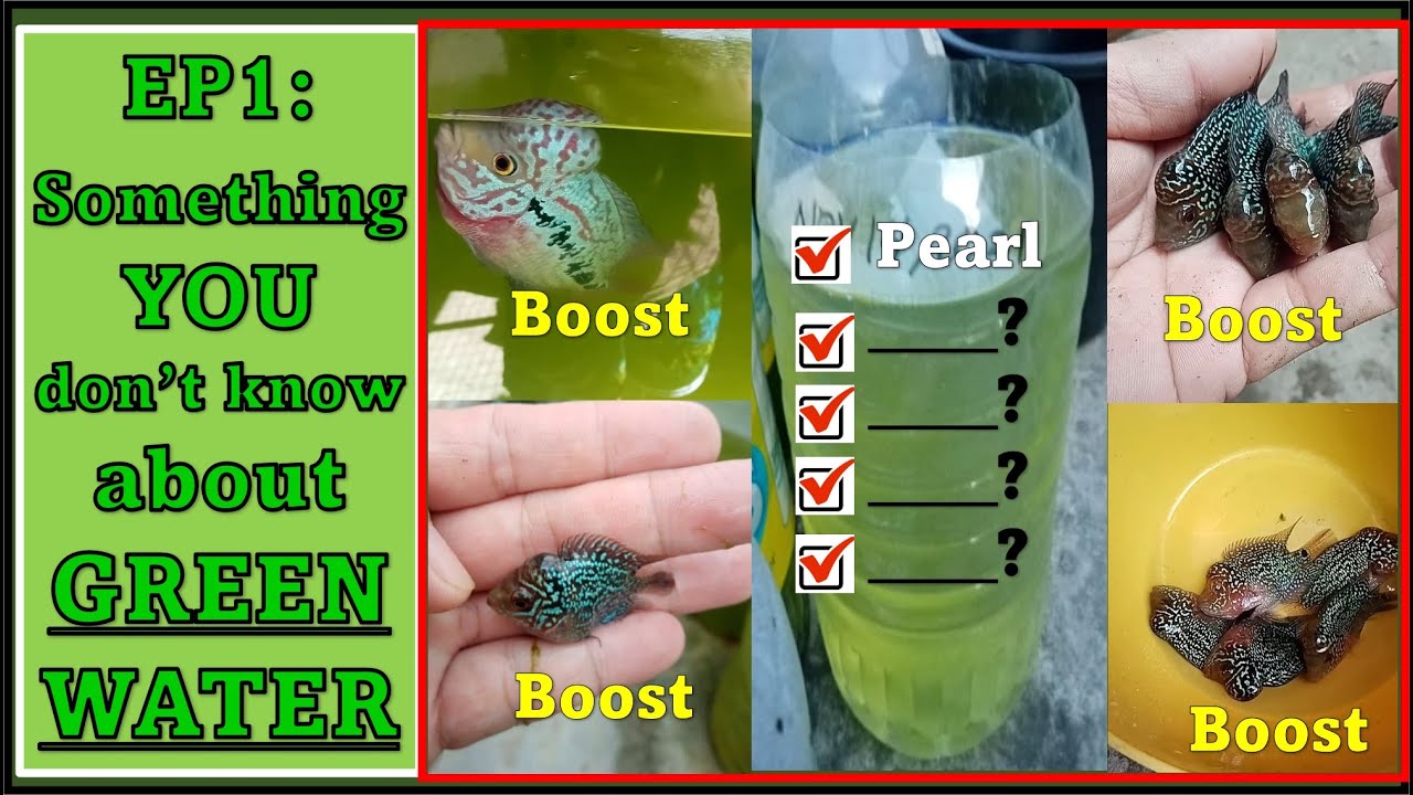 EP1: Flowerhorn Fry Care Tips...GREEN WATER...