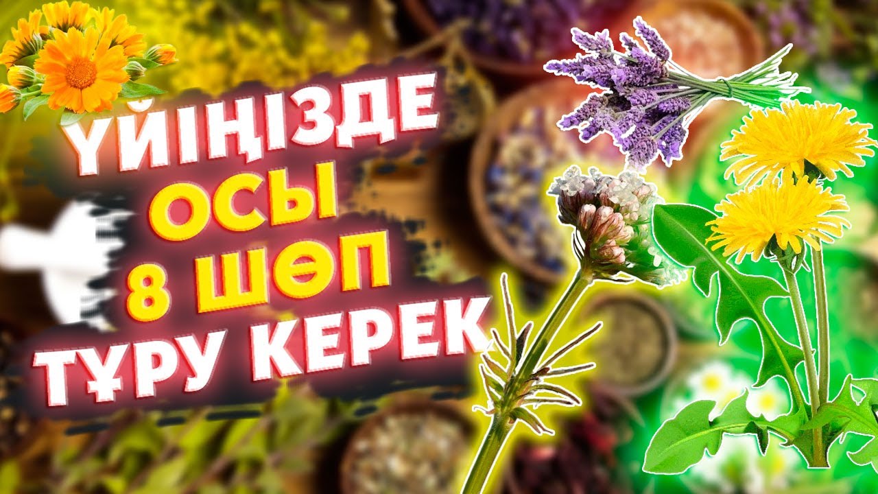 ҮЙДЕ ОСЫ 8 ШӨП ДӘРІ ТҰРУЫ КЕРЕК, ЕМДІК ТАБИҒИ ШӨПТЕР, Лаванда, Бақбақ, Шүйгіншөп