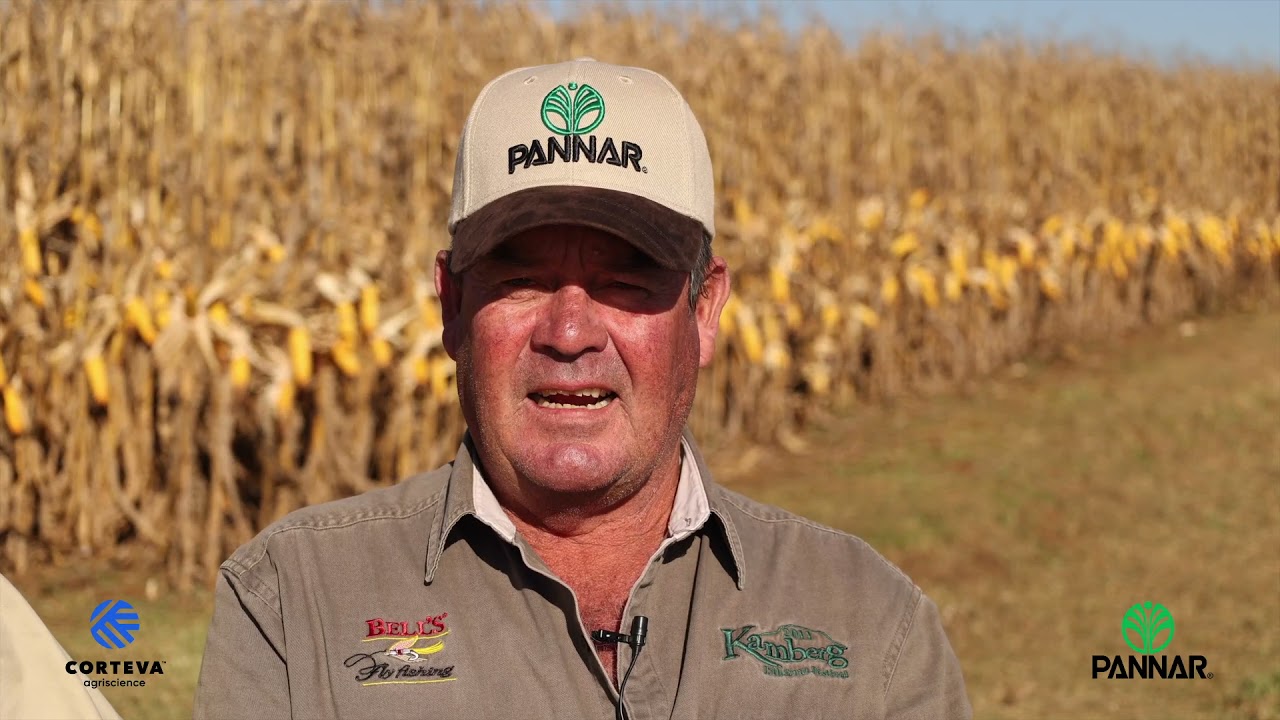 The Disease Tolerance of Pannar’s Maize Hybrids is Vital to this Thriving Operation