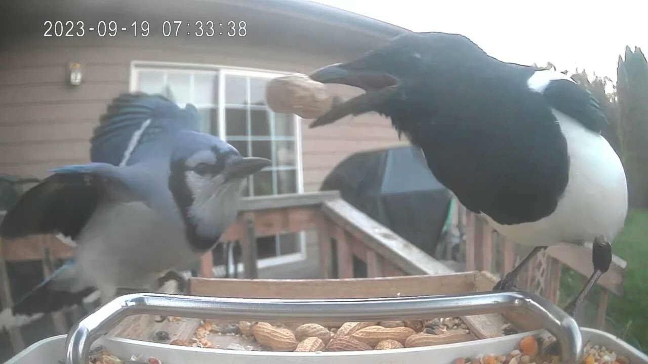 A Magpie Negotiating With A Blue Jay