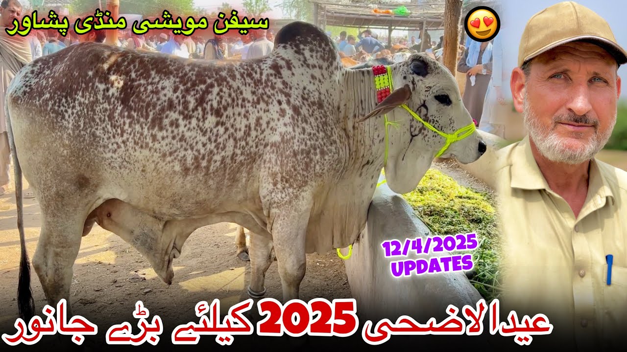 Maweshi Mandi Saifan Peshawar 2025 New Updates | Eid Ul Azha Bulls Prices 2025 | khyber Social Tv