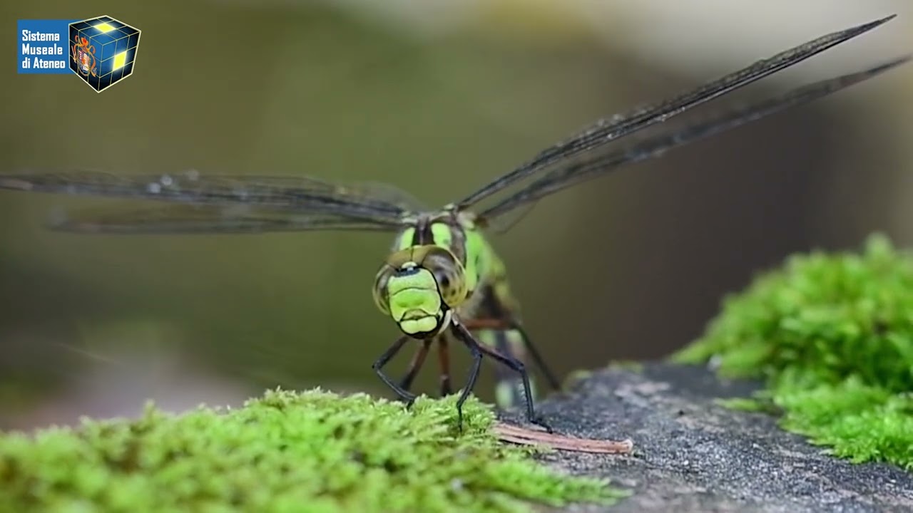 LA LIBELLULA