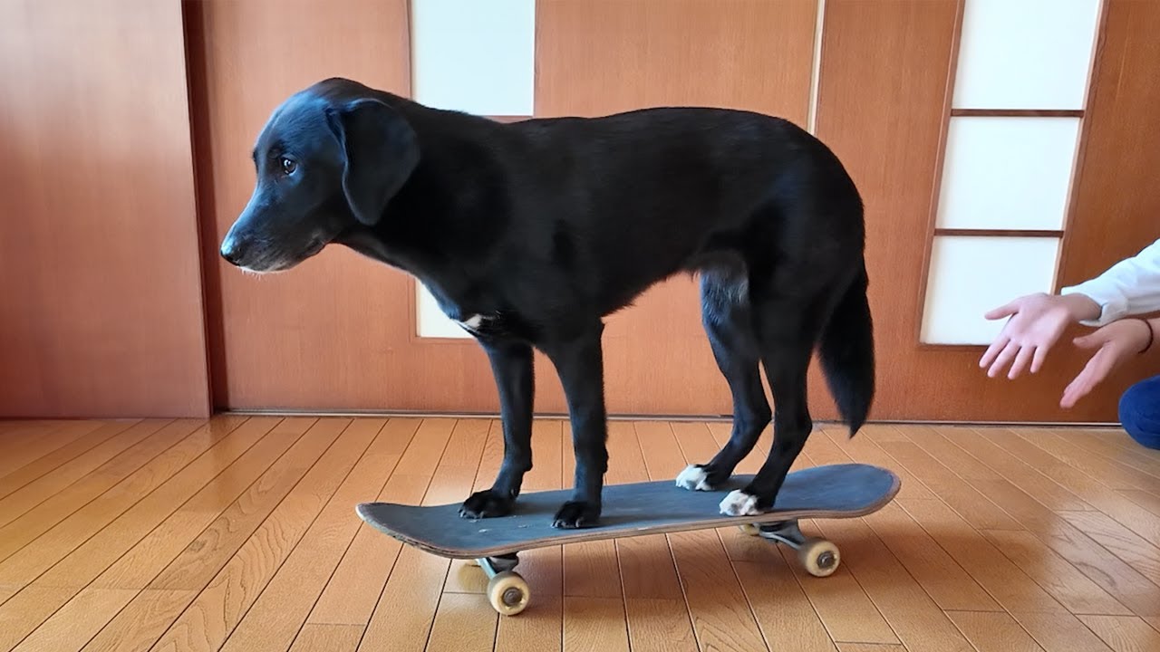 【犬Vlog】スケボーの楽しみ方がまだわからない犬。