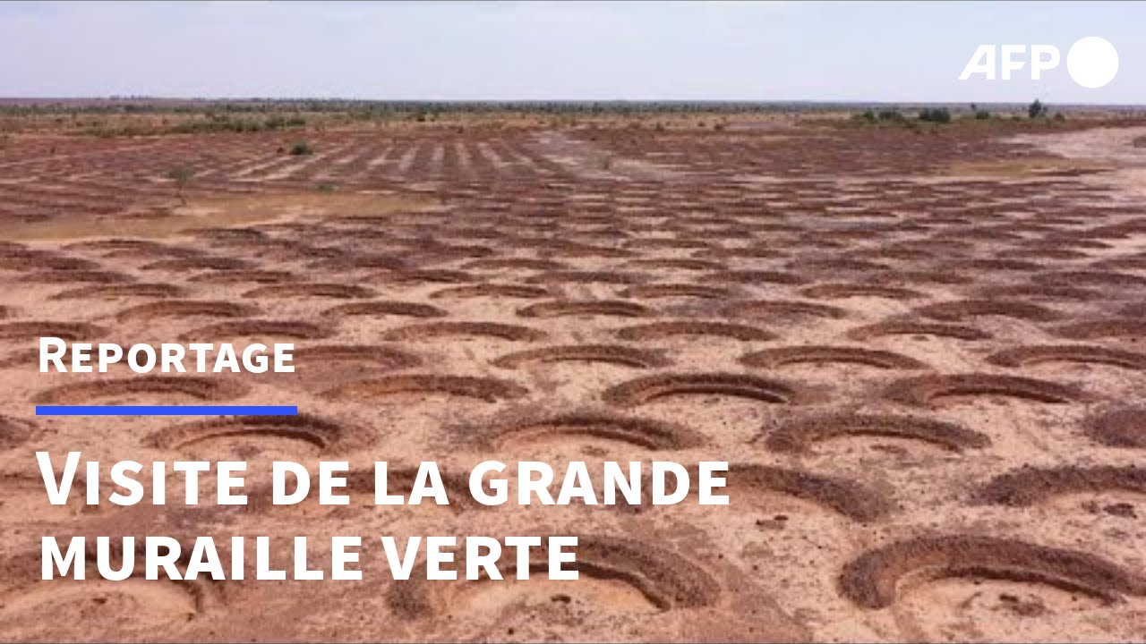 Au Niger, la Grande muraille verte avance à petits pas | AFP