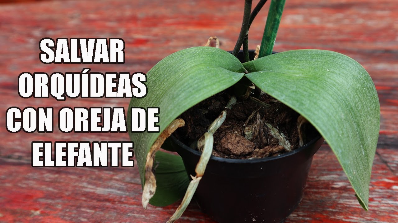 Salvar Orquideas con Oreja de Elefante