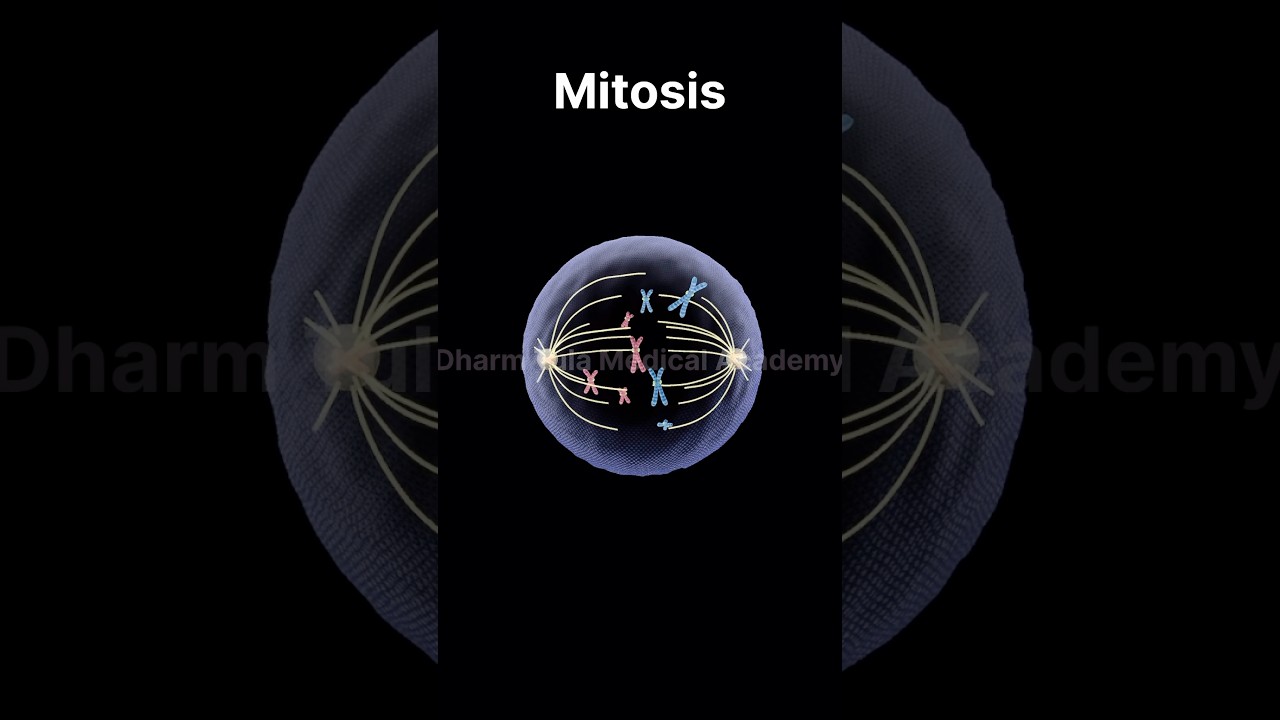 Mitosis | Cell Division | 3d animation | animation video | #animation #mitosis #celldivision