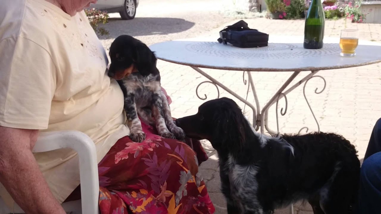 EPAGNEUL BRETON TRICOLORE : DES AMOURS :
