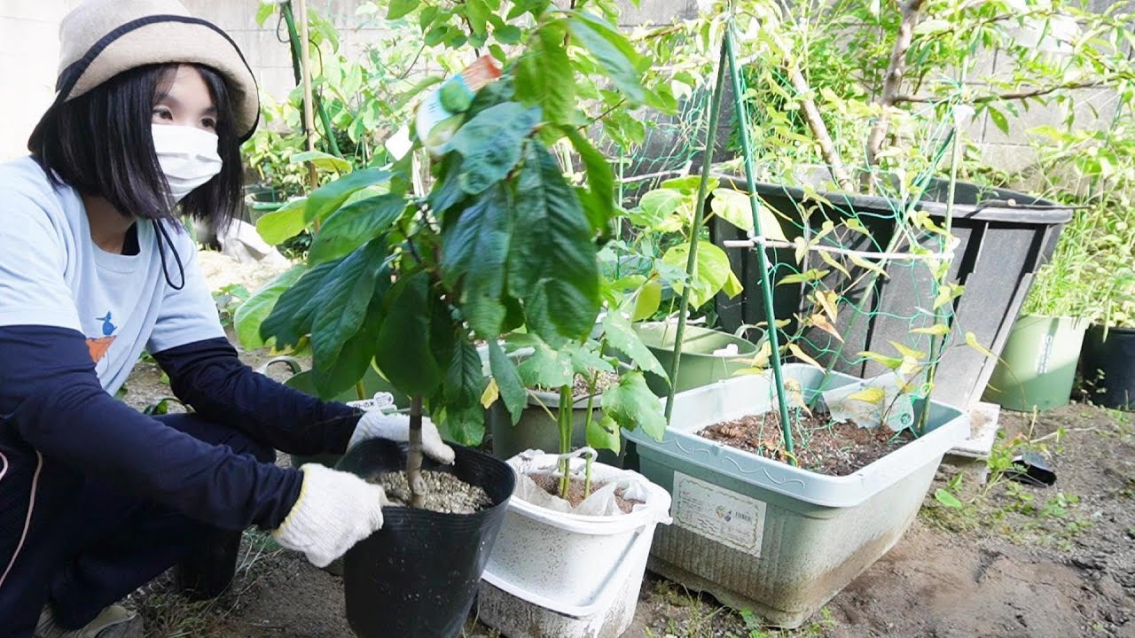 スーパーでは買えない果物や南国の果物を植える！【家庭菜園】