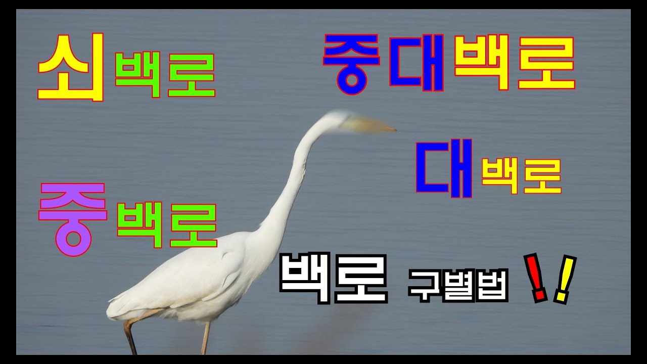 백로라도 다 같은 백로가 아니다 백로 구별법