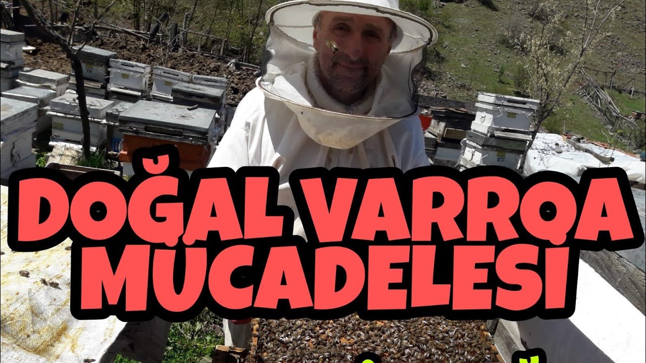 Nane Kekik Yağı Varrao Mücadelesi - Doğal Varrao Mücadelesi