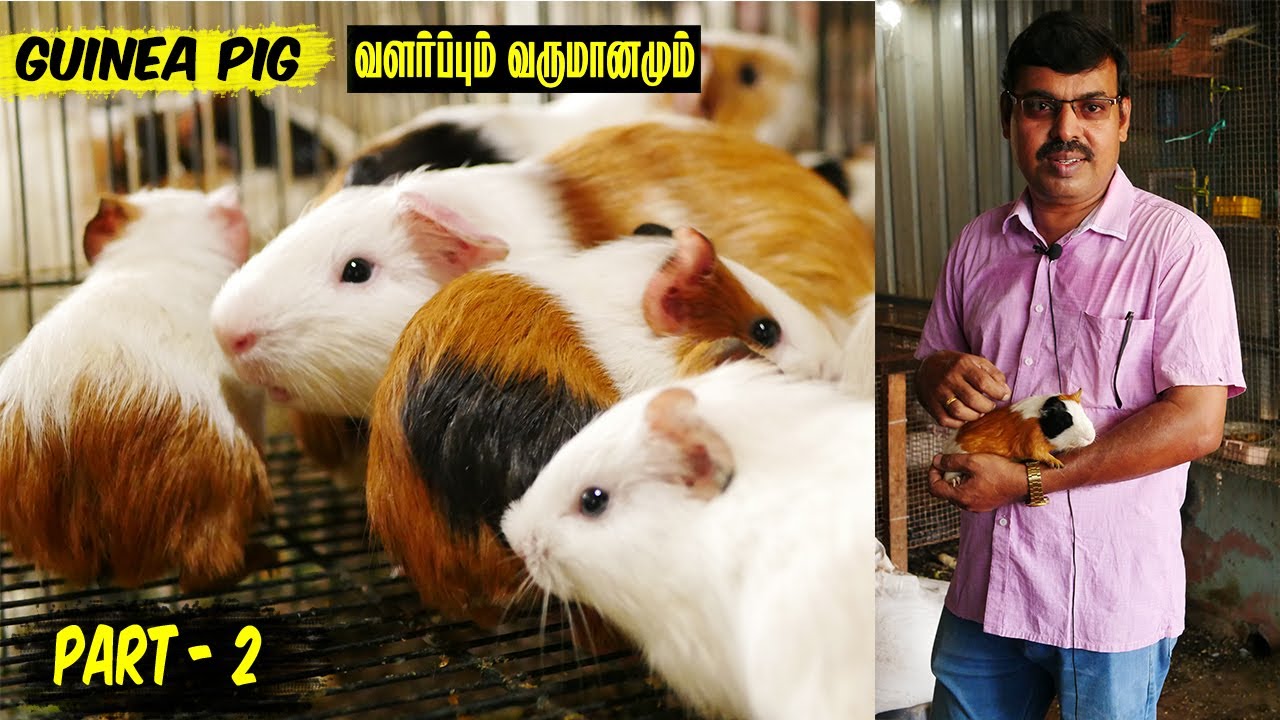Cheap and best Guinea Pig sales in trichy | கினியா பன்றி வளர்ப்பு முறை | Syed Vlogs
