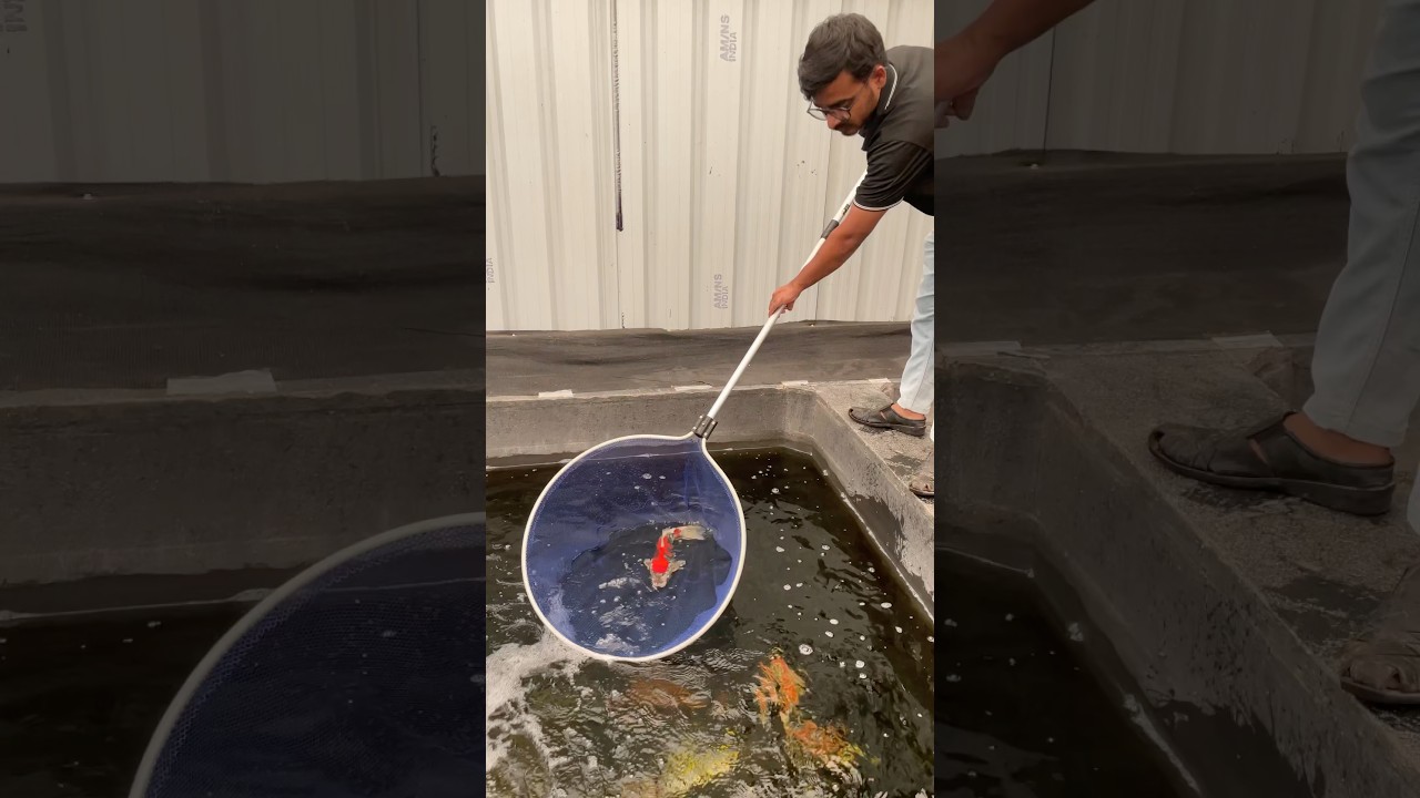 Stunning Koi 😍Headed to Chennai! #nishikigoi #koifish #koipond #india #koikichi #japan #viral #koi