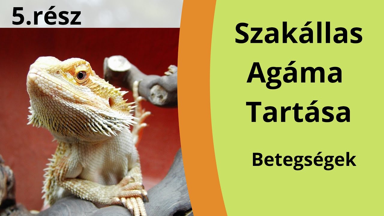 Szakállas Agáma 5.rész ( Betegségek )