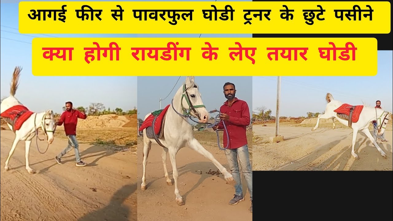 आगई फीर से पावरफुल घोडी ट्रेनिंग के लिए बैठने ही नहीं देती #Hors Rayiding#horselover #horse