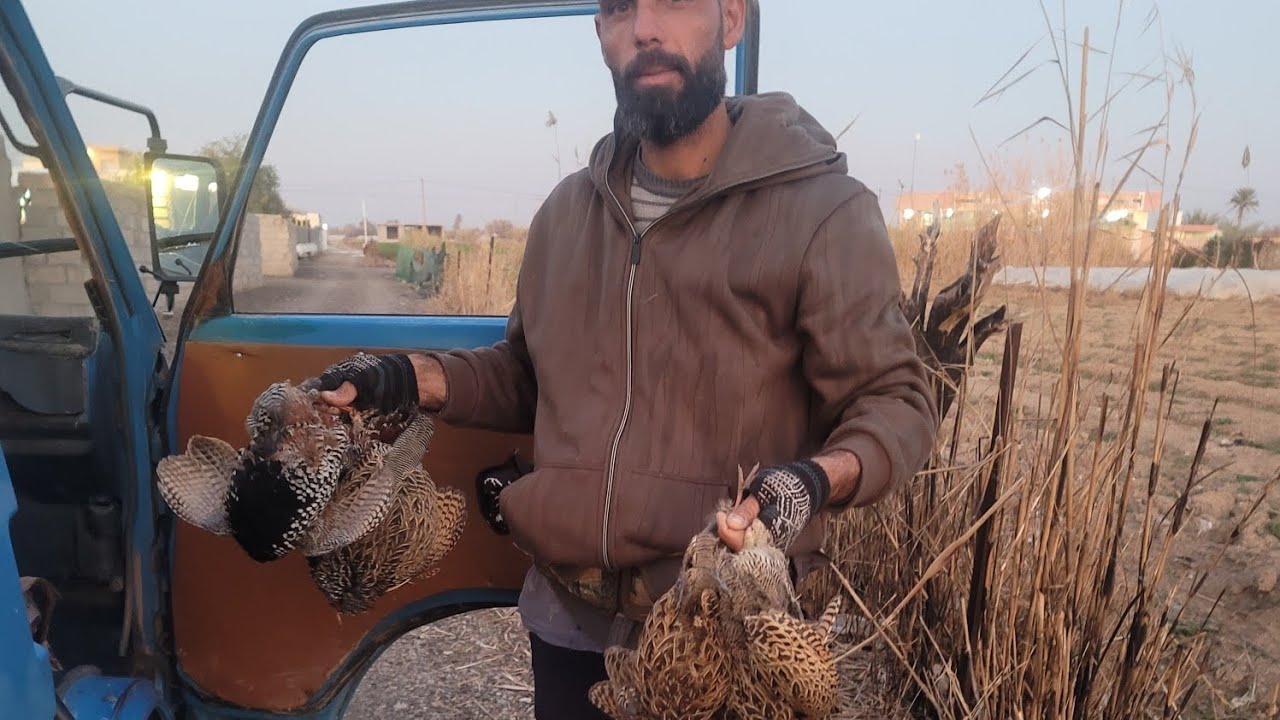صيد الدراج العراقي  🇮🇶🐦كله طاير 🐦بس لايك👍 وشتراك بل قناه ربي يبارك فيكم يارب العالمين 🐦🇮🇶👮