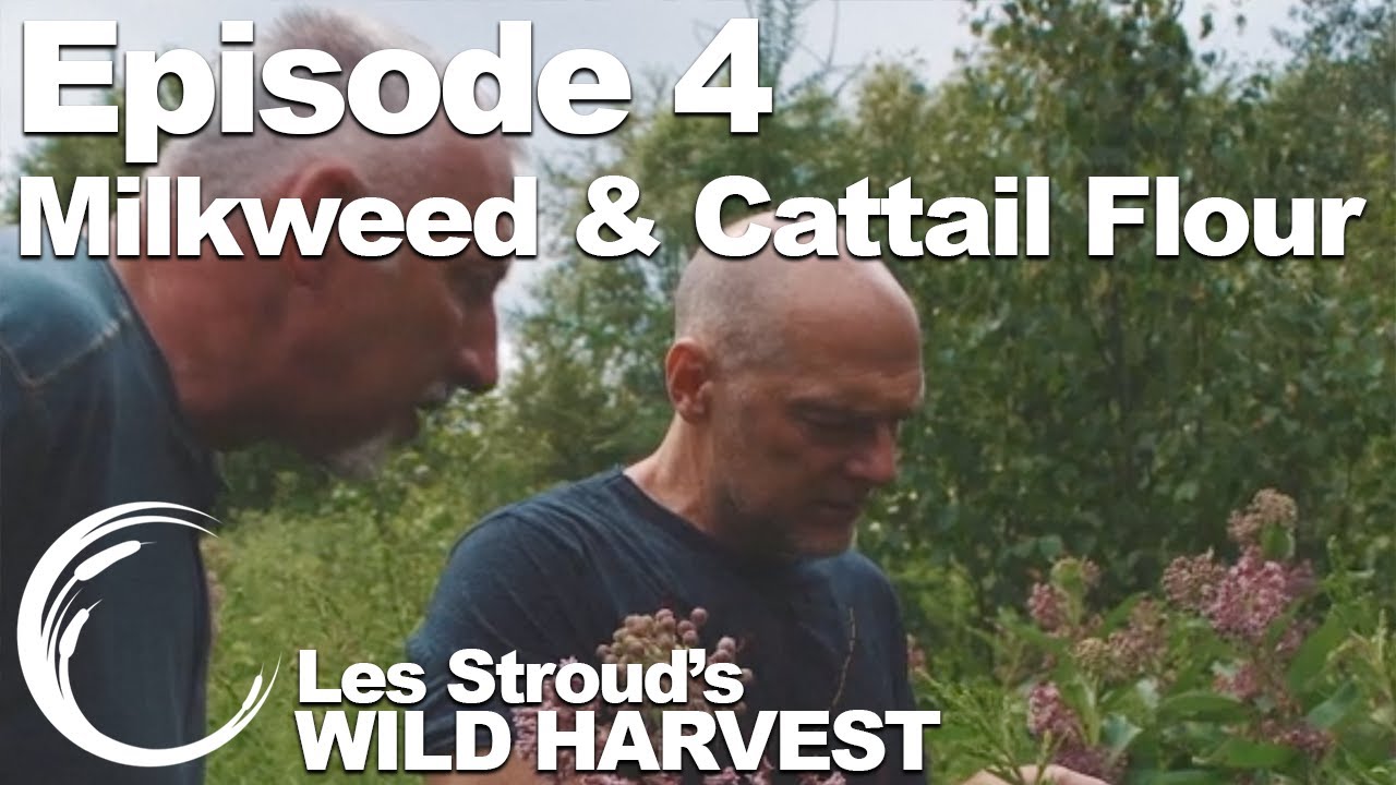 Survivorman | Les Stroud's Wild Harvest | Season 1 | Episode 4 | Milkweed & Cattail Flour