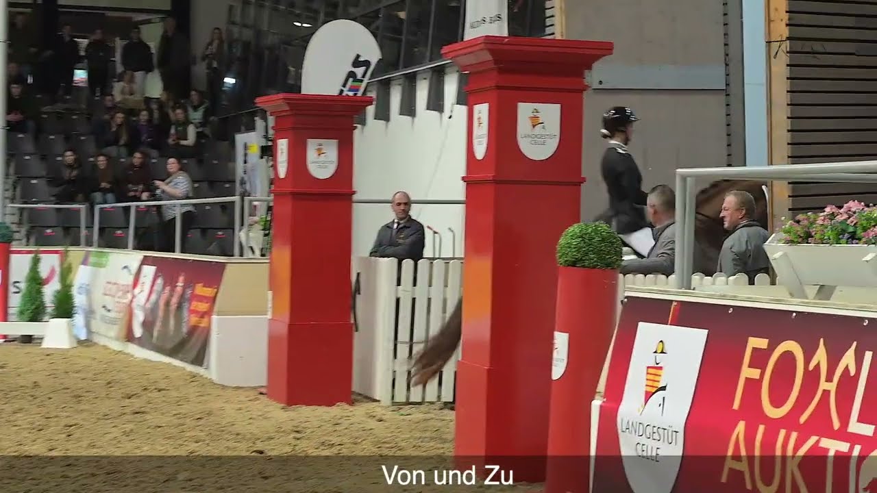 Hengstvorführung in Verden 2024