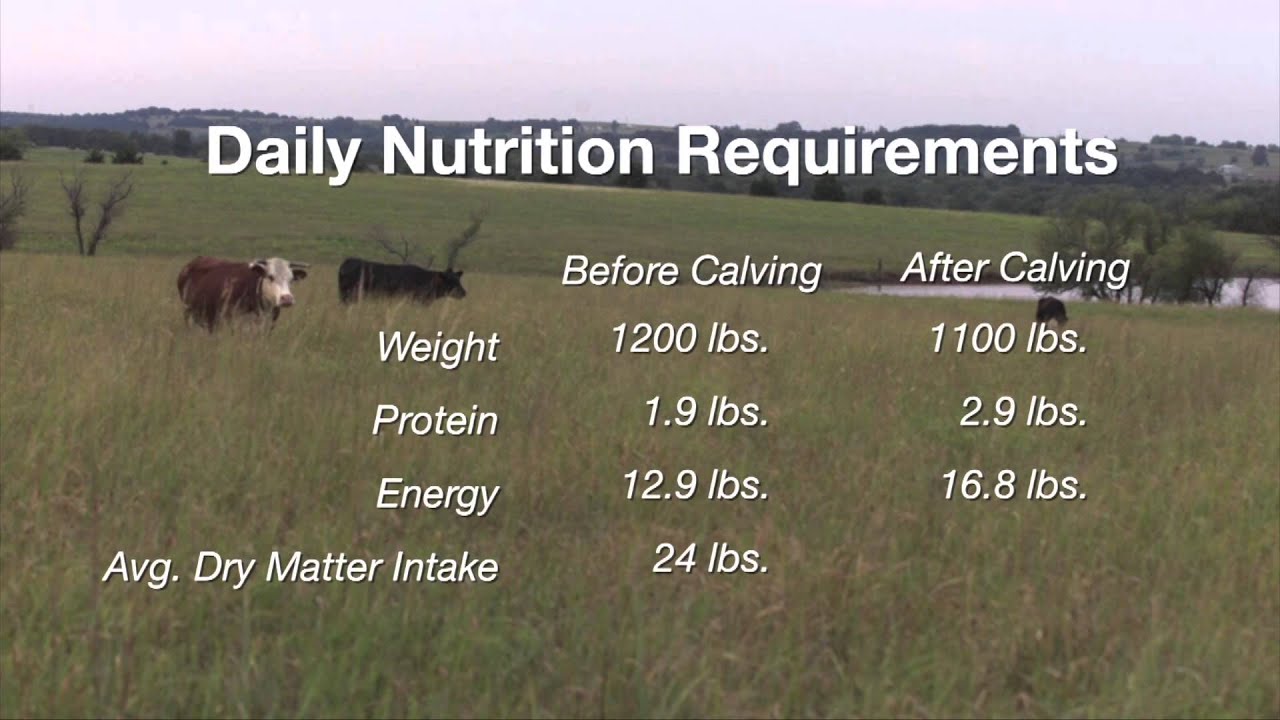 Cow-Calf Corner: Nutrition Requirements (2/28/15)
