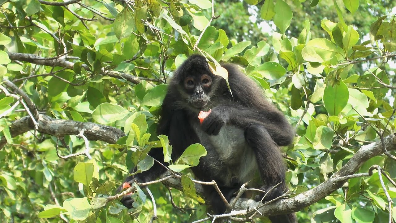 Birding Belize part 1