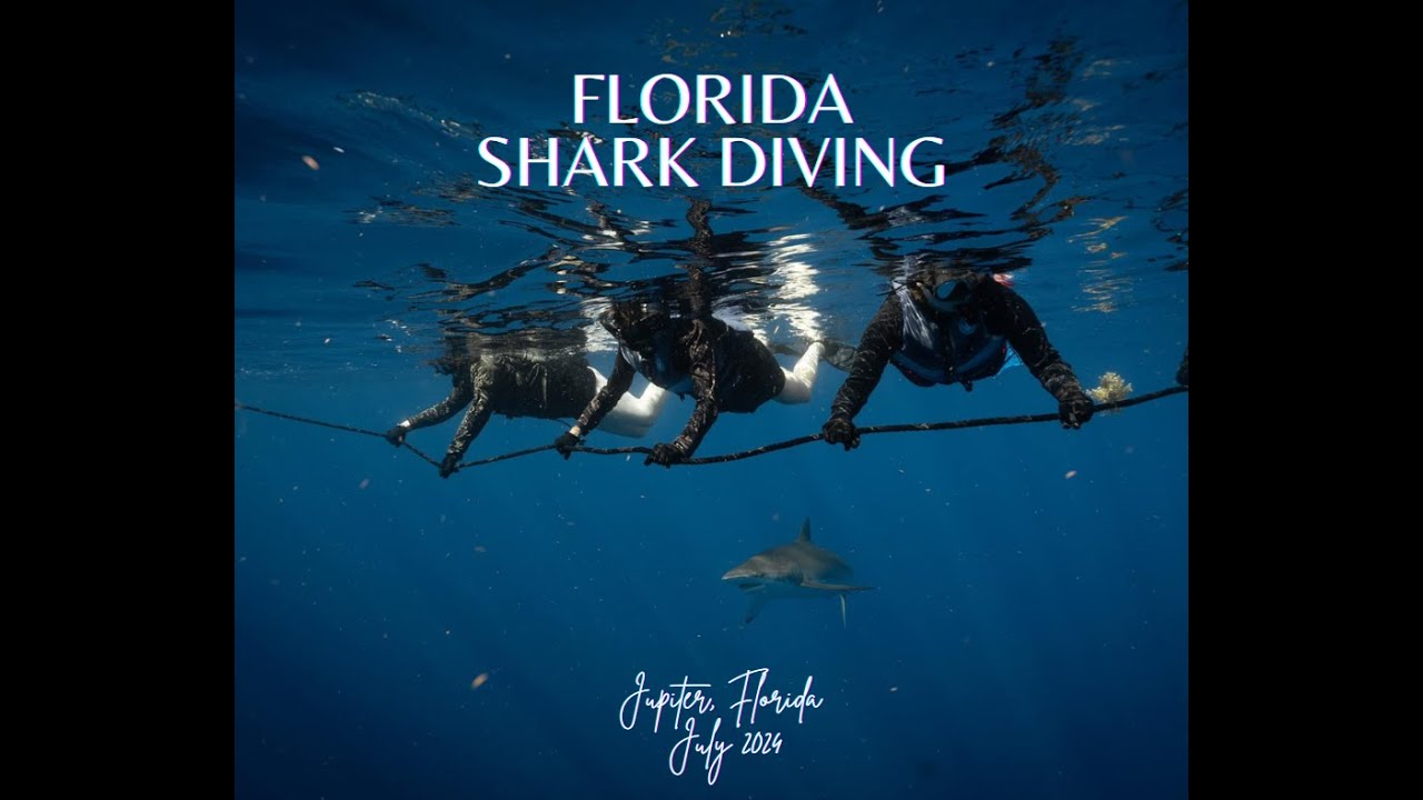 Florida Shark Diving: Jupiter, Florida | July 2024