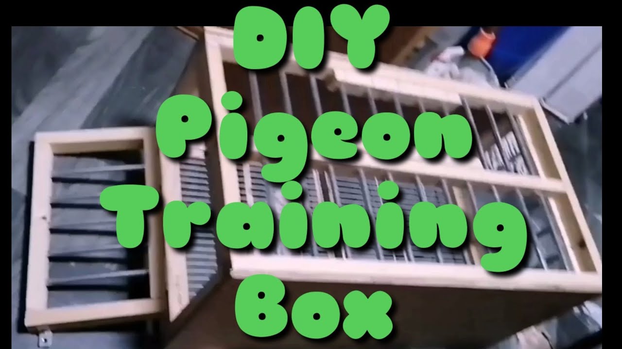DIY Training box for your Racing Pigeons
