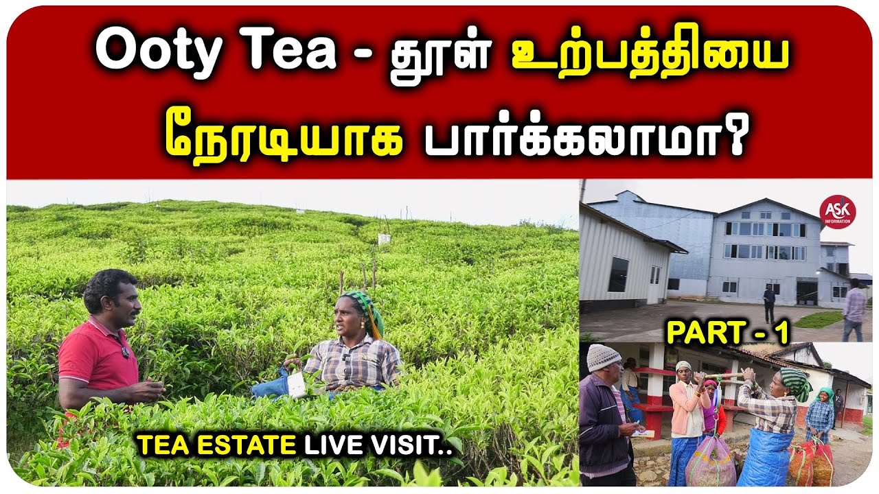 ஊட்டி தேயிலை டீ தூளாக மாறுவதை நேரடியாக பார்க்கலாம் வாங்க? | Tea Estate Visit | Tea Factory Ooty