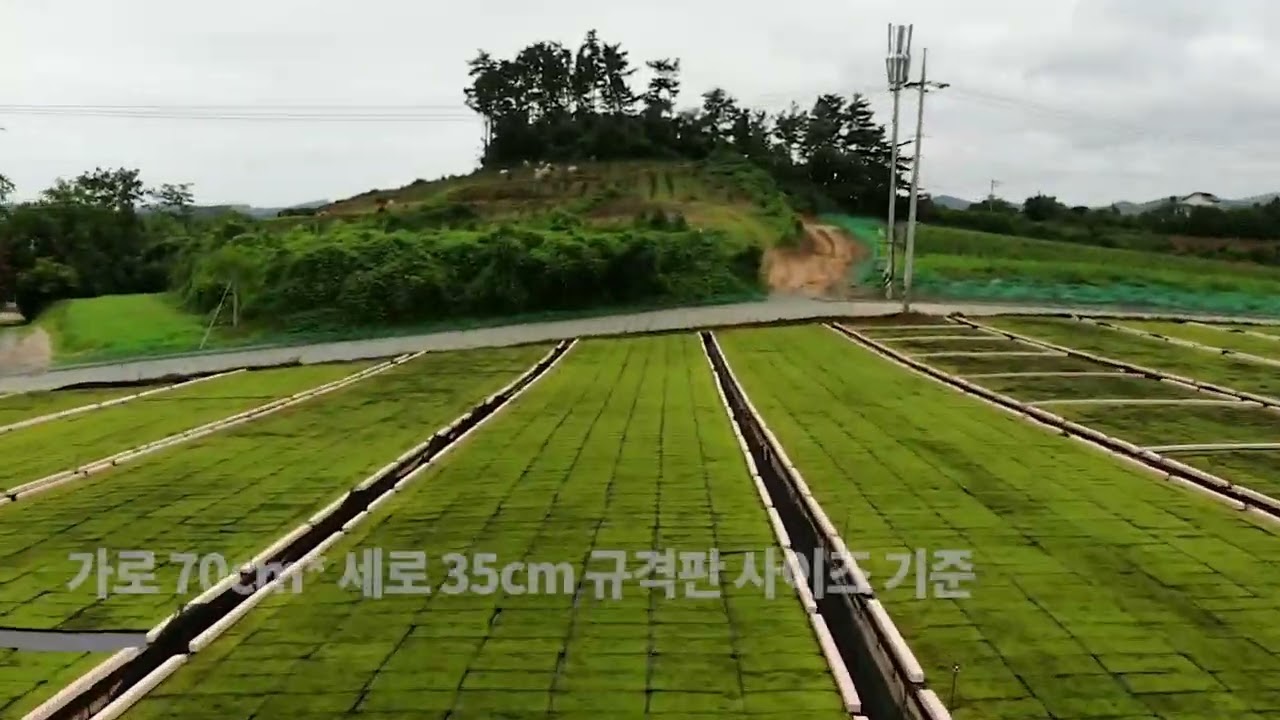 국내 최대는 확실, 세계 최대규모 일지도 모르는 이끼 농장이 충남 태안에 있다구요?