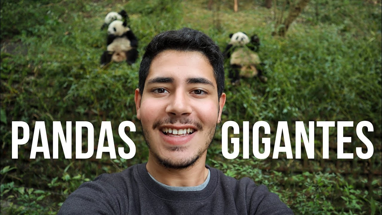 EL MAYOR CENTRO DE CONSERVACIÓN DE PANDAS DEL MUNDO | CHINA