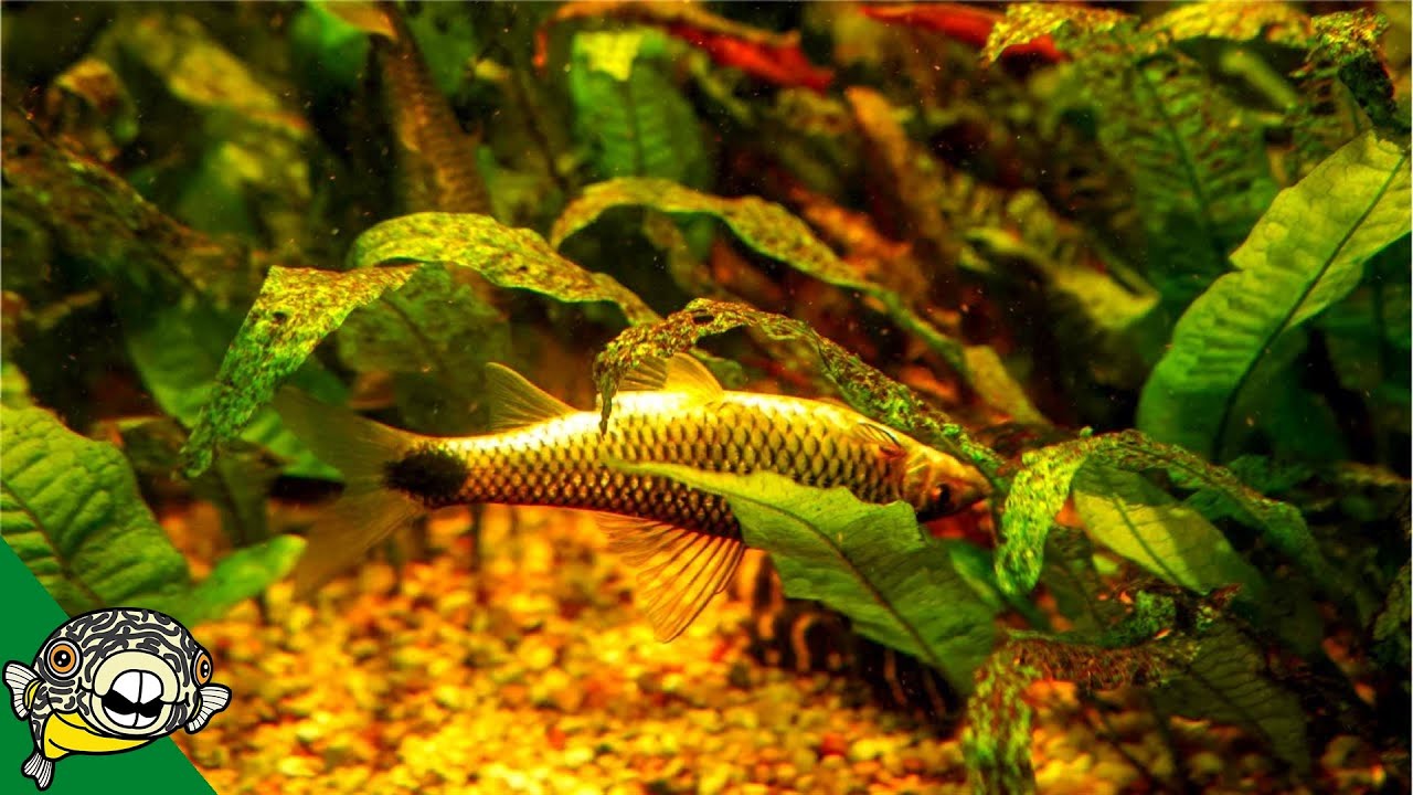 Aquarium Plants Dying Plant Deficiencies Plants 101