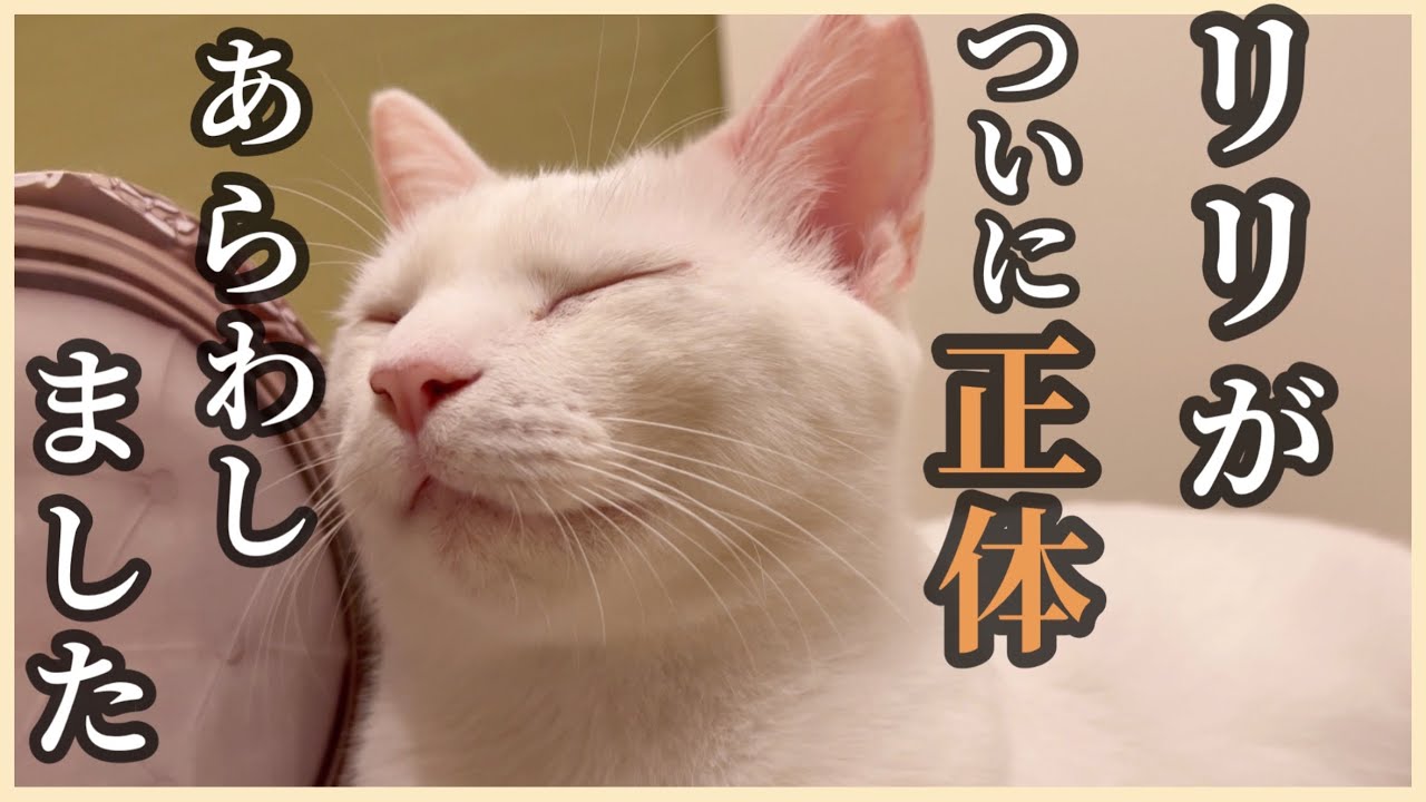 狂暴だった元野良猫リリーの正体は、妖怪グルグルオバケでした❤️