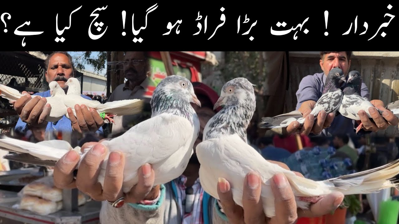 Kabootar Market Lalukhet Sunday Video Latest Update 7-12-25 in Urdu/Hindi