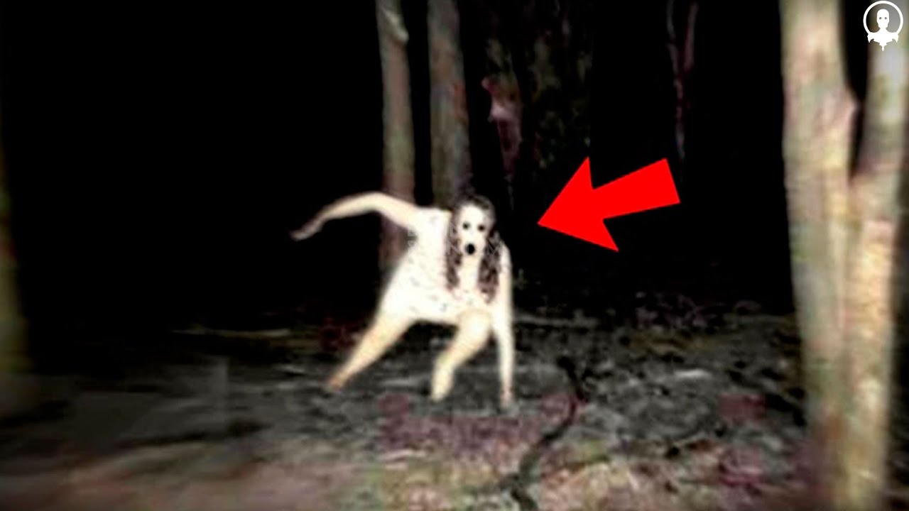 Videos de TERROR EXTREMO para NO DORMIR 2023 | videos de MIEDO PARANORMAL