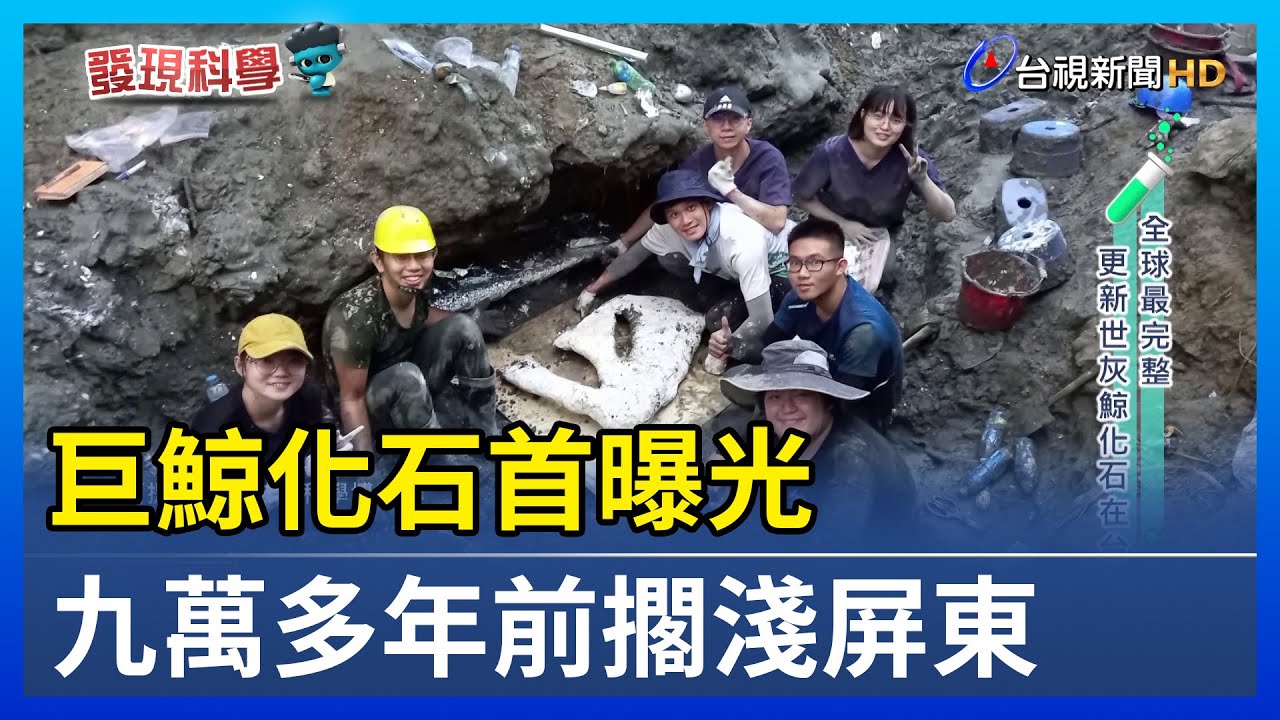 巨鯨化石首曝光 九萬多年前擱淺屏東