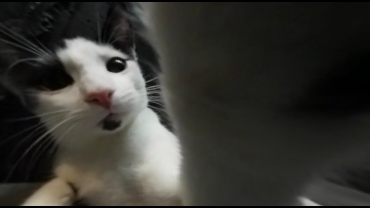 Put Yourself in This Manhattan Cat Cafe: 360 VR