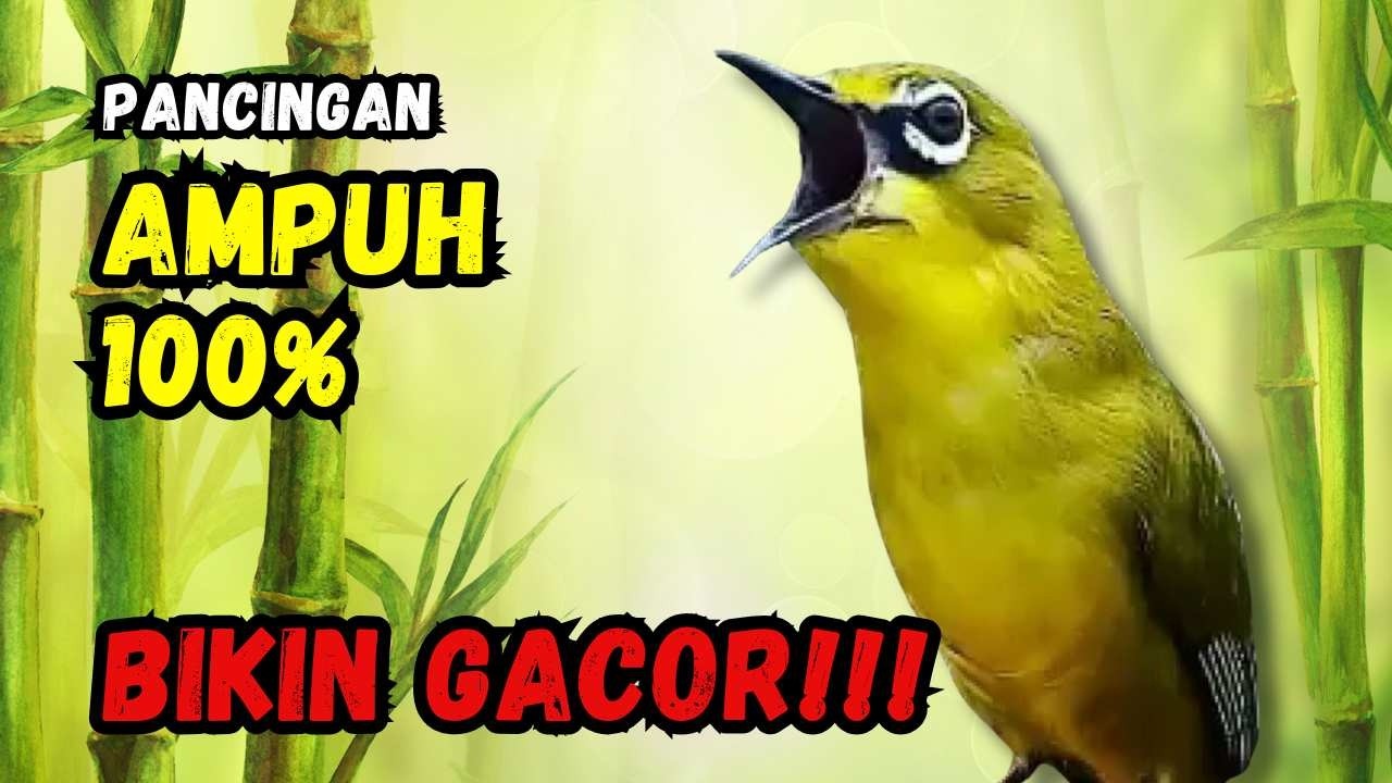 Hitungan Detik Pleci Jenis Papun Ikut Bunyi, Pancingan Ampuh Bikin Pleci Gacor