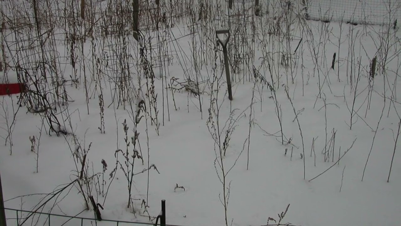 Our Garden in Winter