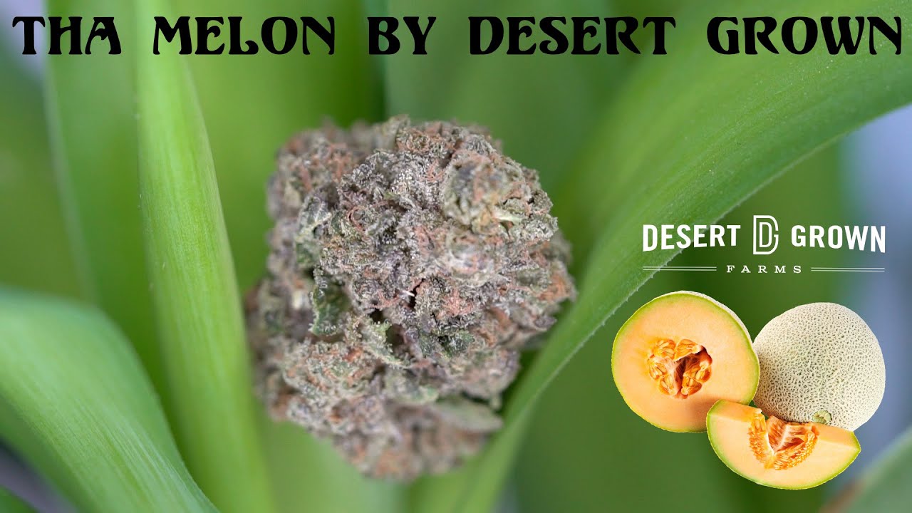 Bearded Dabber Reviews: Tha Melon #2 Flower by Desert Grown Farms